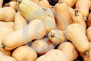 Bushel of butternut squash