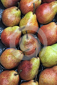 A bushel of fresh just picked green red pears.