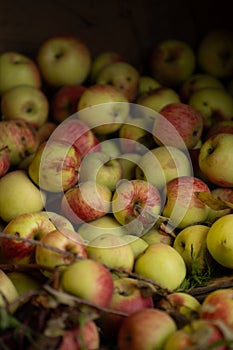 Bushel of freshly picked apples on display at county fair in fall