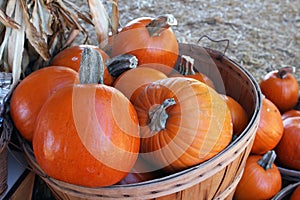 Bushel of pumpkins at Pumpkin patch