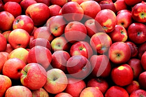 Bushel of Red Apples photo