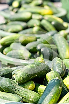 Bushels of baby cucumbers ready to pickle
