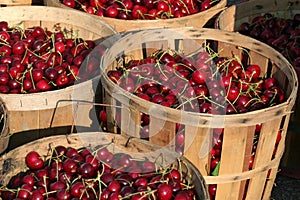 Bushels of Cherries