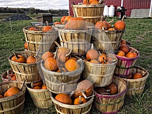 Bushels of Pumpkins