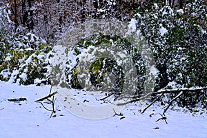 Bushes along the forest edge coated with heavy snow