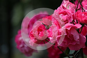 Bushes of beautiful blooming pink roses with water drops