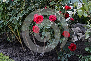 Bushes with beautiful red roses on summer day