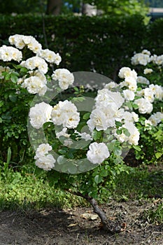 Bushes with beautiful roses in garden on sunny day