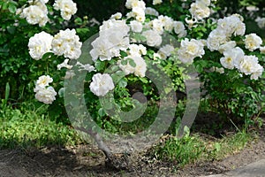 Bushes with beautiful roses in garden on sunny day