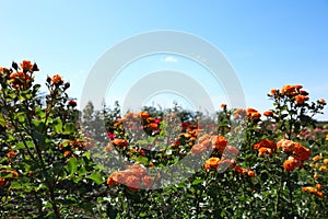 Bushes with beautiful roses outdoors