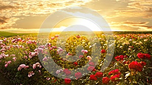 Bushes with beautiful roses on sunny day