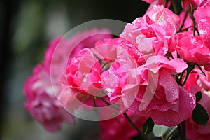 Bushes of beautiful shining blooming pink roses with sparkling water drops