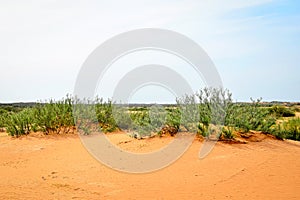 Bushes in the Black Lands desert