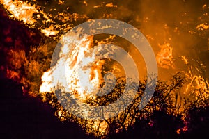 Bushes in Black Silhouette in Foreground with Bright Orange Flames in Background during California Fires