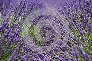 Bushes of the blooming lavender, close-up in selective focus