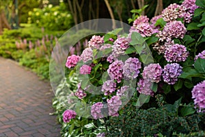 Bushes of blooming pink hydrangea