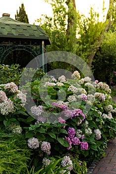 Bushes of blooming pink hydrangea
