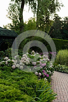 Bushes of blooming pink hydrangea