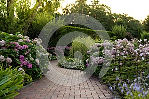 Bushes of blooming pink hydrangea