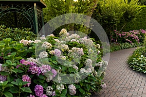 Bushes of blooming pink hydrangea