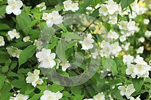 Bushes of blooming scented philadelphus coronarius in the spring garden