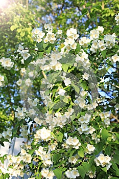 Bushes of blooming scented philadelphus coronarius in the spring garden