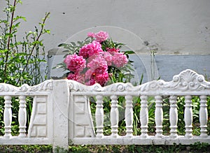 Bushes of blooming tender pink peonies behind a white fence