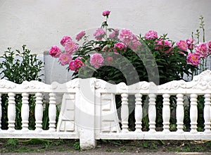 Bushes of blooming tender pink peonies behind a white fence with a place for text