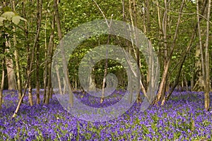 Bushes in a bluebells