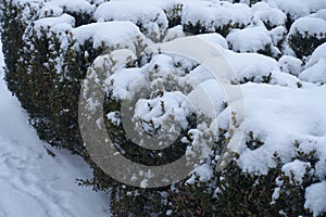 Bushes of boxwood covered with snow in January
