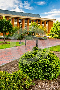 Bushes and buildings at John Hopkins University in Baltimore, Ma