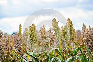 Bushes cereal and forage sorghum plant one kind of mature and grow on the field in a row