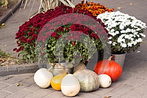 Bushes of chrysanthemum flowers and many pumpkins on the ground. Street autumn decor