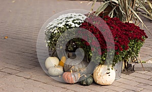 Bushes of chrysanthemum flowers and many pumpkins on the ground. Street autumn decor