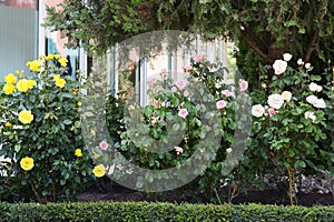 Bushes with colorful beautiful roses outdoors on summer day