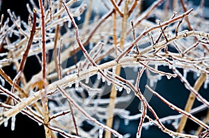 Bushes coverd by freezing rain