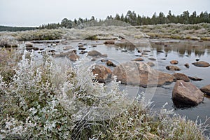 Bushes covered with hoarfrost on mountain river