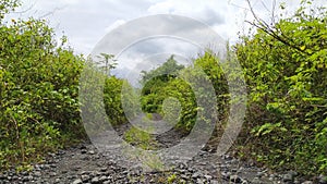 bushes covering the side of the road