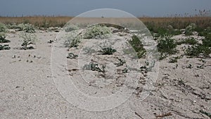 The bushes of Crambe maritima on the coast of the Azov sea.