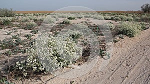 The bushes of Crambe maritima on the coast of the Azov sea.