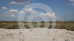 The bushes of Crambe maritima on the coast of the Azov sea.