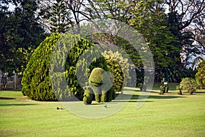 Bushes cut to animal figures in the park of Bang Pa-In