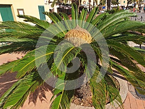 Bushes of cycas palm tree