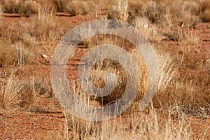 Bushes in desert landscape