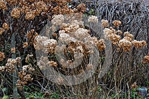 Bushes of dry tree and paniculate hydrangea in winter, close-up of dry brown petals of a hydrangea flower
