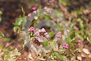 Bushes with fading roses