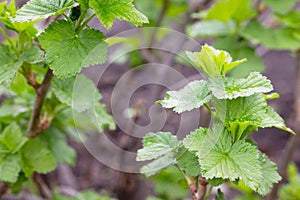 Bushes of a flowering currant in the open air grow close up in the garden on the chernozem.