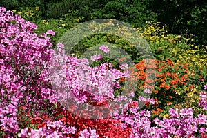 Bushes of flowering rhododendron in the forrest