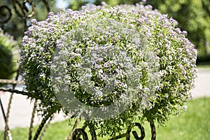 Bushes with flowers