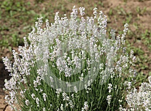 bushes of fragrant lavender in the flowering period in the field